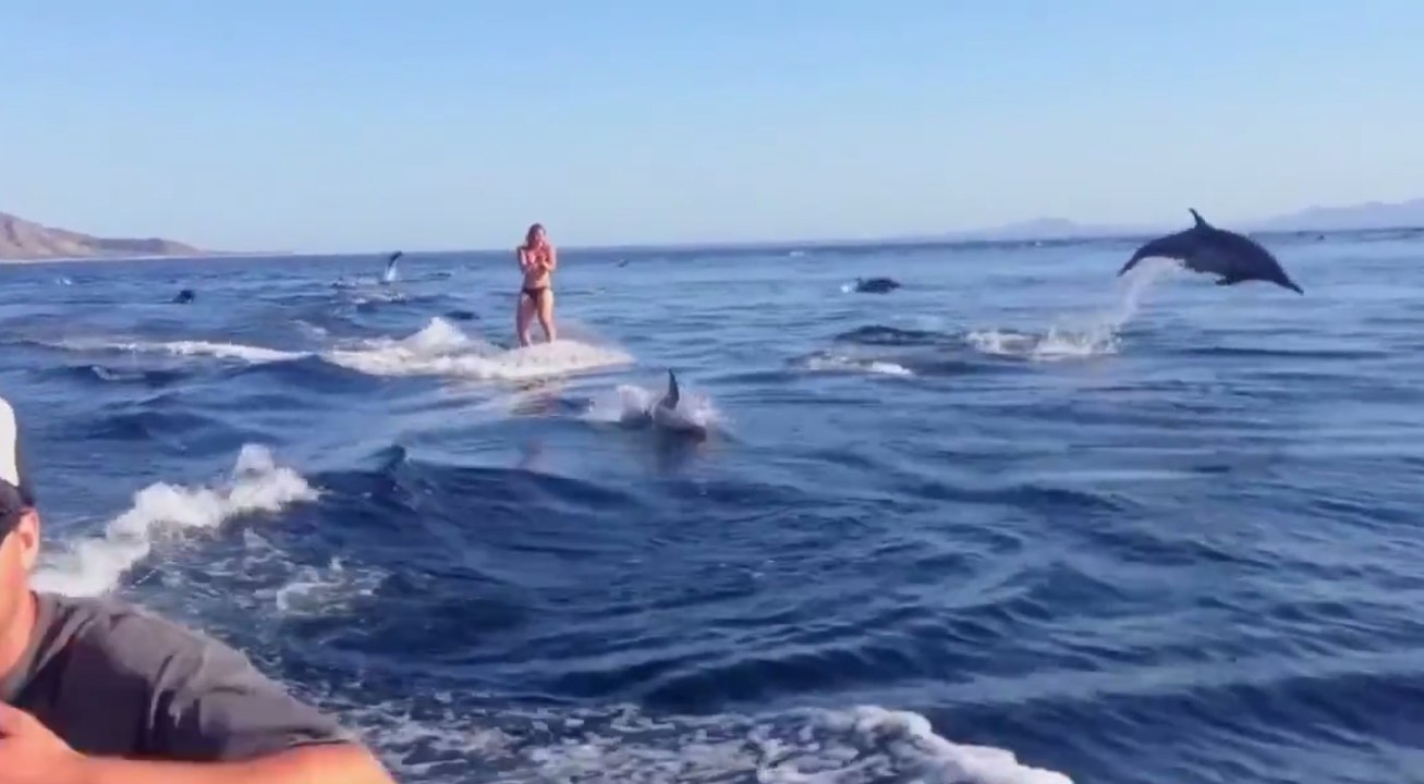 Making Wakeboard with many dolphins in Australia ! - Wakeboard