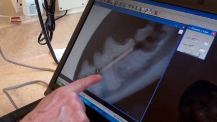 Brandt Veterinary Clinic Dental Radiography