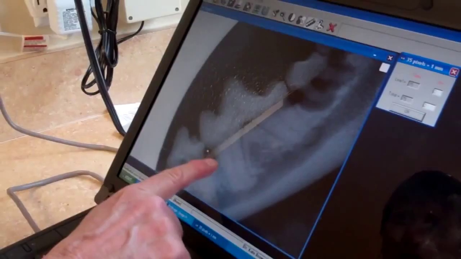 ⁣Brandt Veterinary Clinic Dental Radiography