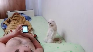 cat listening to the Russian national anthem