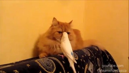 Parrot Relentlessly Annoying Cat