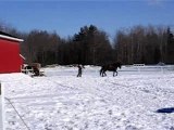 Marie et Sunny aux longues rênes - Trot