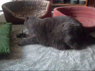 Piórko już jak przegrany wiecheć