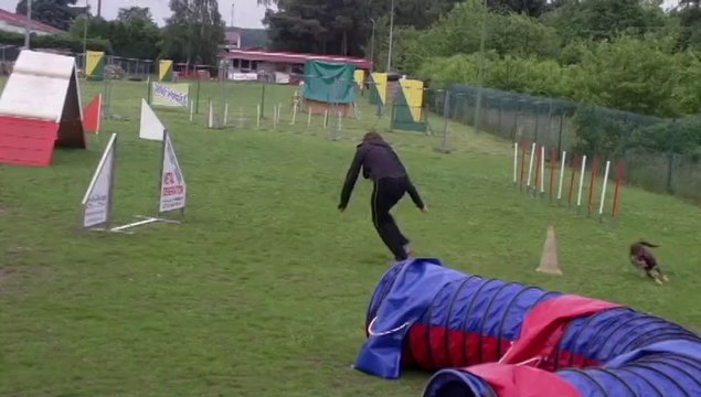 Ringarooma Jewel 4 mois..... les débutes en agility