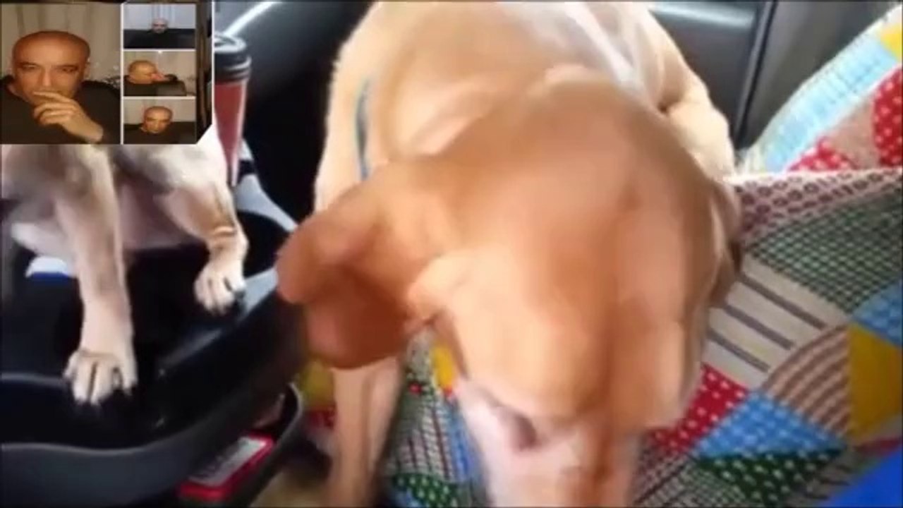 Dondurma yemek için sırasını bekleyen köpeğin dramı(Nurettin Özdemir)