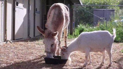Goat Won't Eat Because He Misses His Donkey Bestie