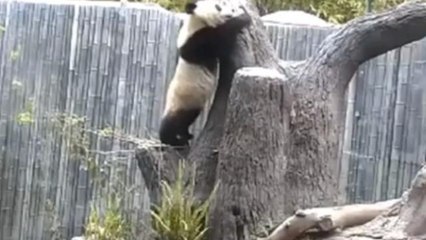 Woman Tracking Pandas' Cutest Moments for the Internet