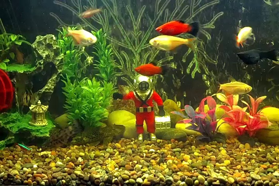 Mi Acuario