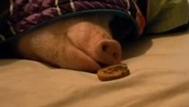 Sneaking a Cookie under Sleeping Pig's Nose