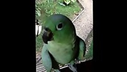 Laughing Parrot