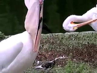 Pelican Eating a Pigeon 　ペリカン　ハトを食す