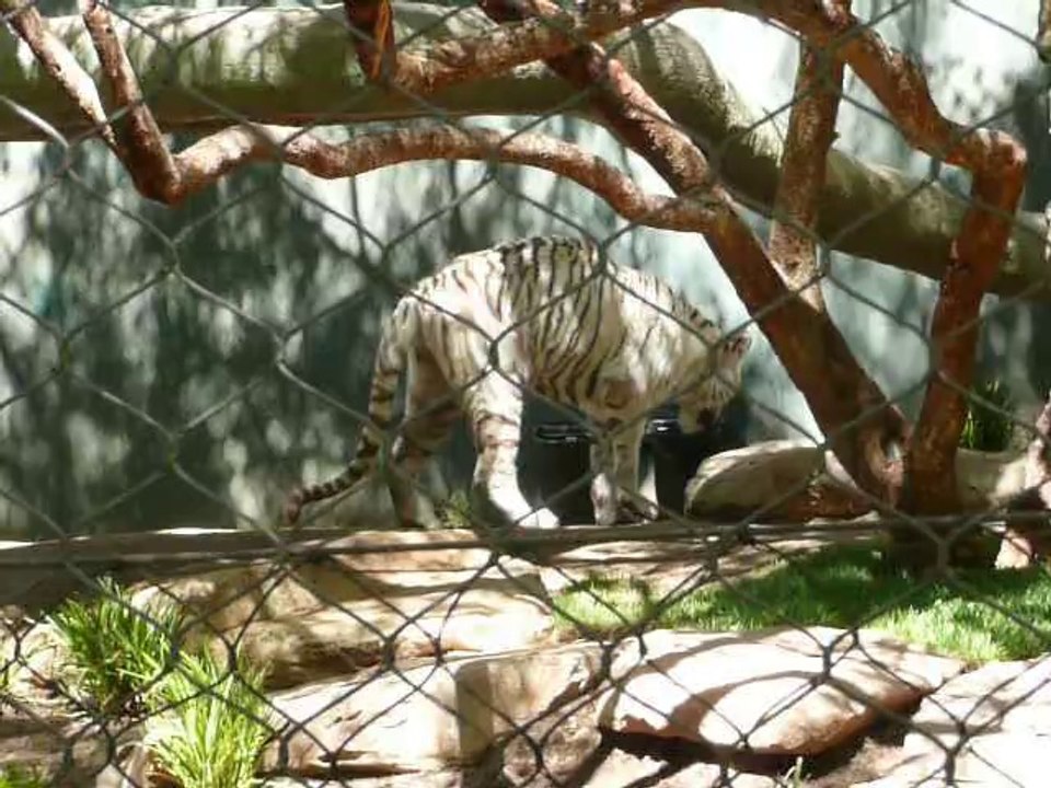 MIRZOO 025