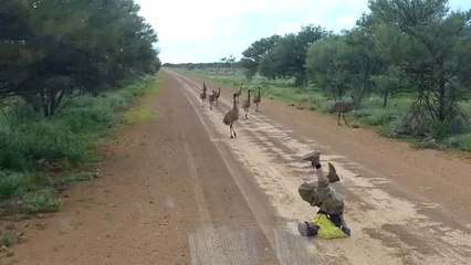 Tek Hareketleri Kuşları Hipnoz Etti!