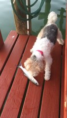 Un chien effrayé par un poisson tombe à l'eau