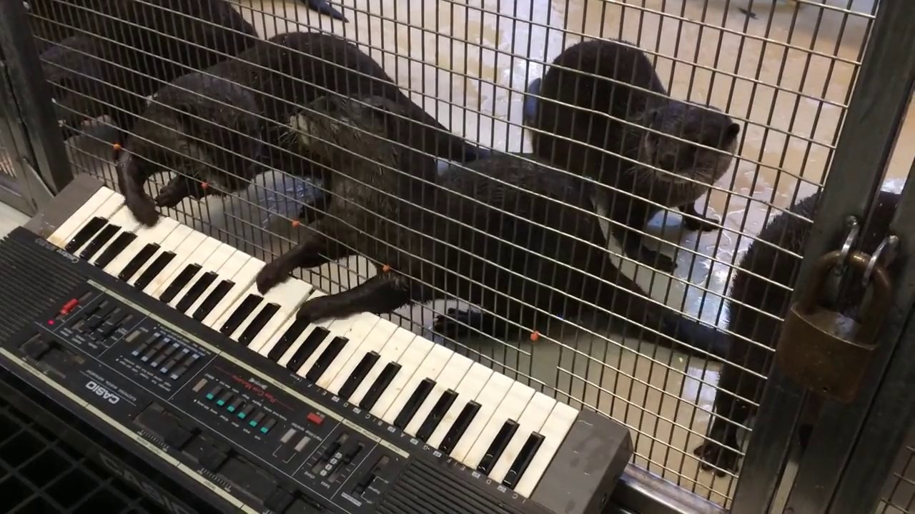 Des Otaries joue du piano! Trop mignon!