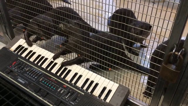 Des Otaries joue du piano! Trop mignon!