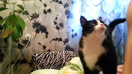 Adorable cat is asking for a pet