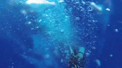 Dev köpekbalığı ile yakın temas kamerada