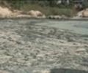 Bafa Gölü yeşil renge boyandı