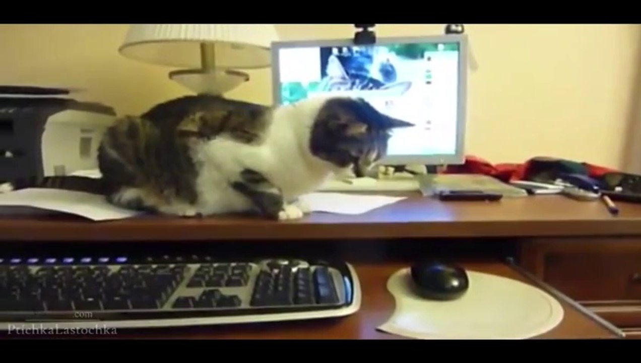 Funny Cats Compilation 2014