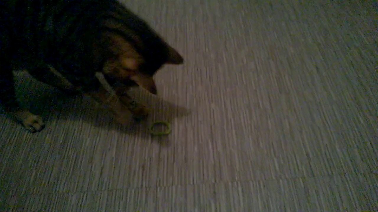 un chat qui joue avec l'eau (manny)