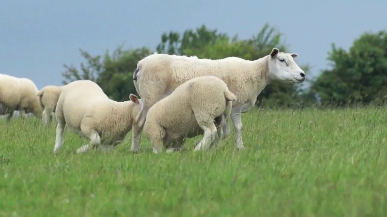 Mouton Texel