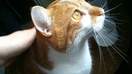 un chat et des pigeons (sid)