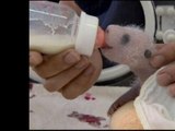 Les images de la naissance d'un bébé panda - 28/05