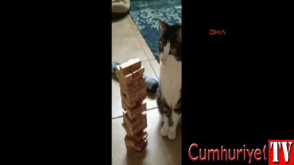 Jenga oynayan kedi