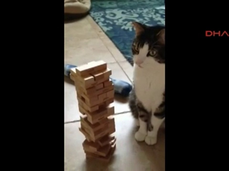 Jenga oynayan kedi