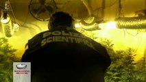 Scoperta serra di Marijuana in convento del ‘700, le piante avrebbero fruttato 31mila dosi