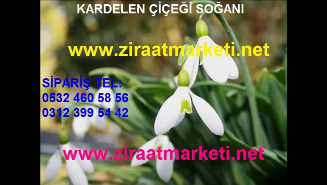 kardelen fiyatı, kardelen fiyatları, kardelen çiçeği fiyatı, kardelen çiçeği fiyatları, kardelen çiçeği satışı, kardelen çiçeği satış, kardelen soğanı fiyatı, kardelen soğanı fiy