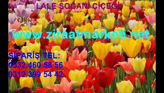 lale tohumu,lale tohumu fiyatı,lale tohumu fiyatları,lale çiçeği tohumu,lale yetiştiriciliği,lale üretimi,Lale-soğanı,LALE-SOĞANI