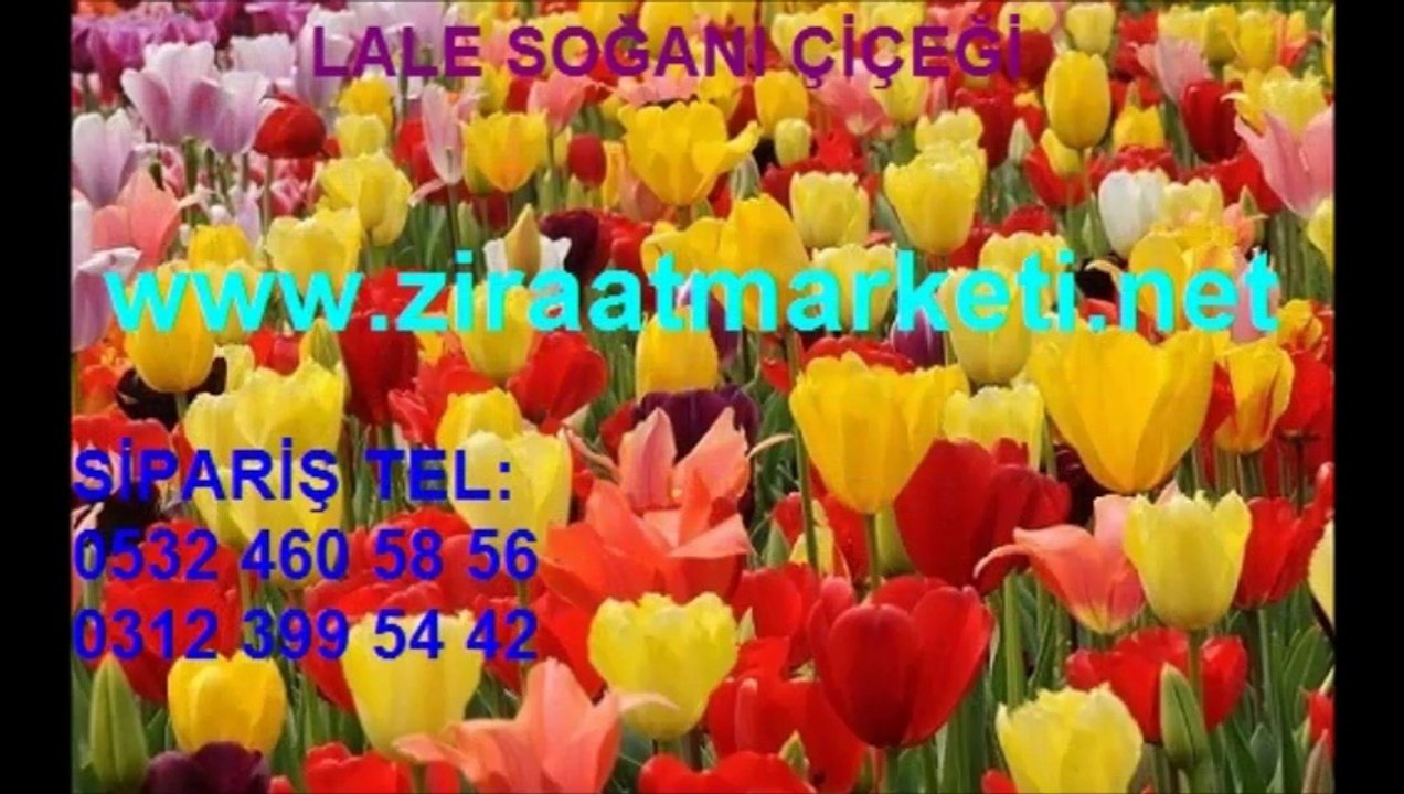 lale tohumu,lale tohumu fiyatı,lale tohumu fiyatları,lale çiçeği tohumu,lale yetiştiriciliği,lale üretimi,Lale-soğanı,LALE-SOĞANI