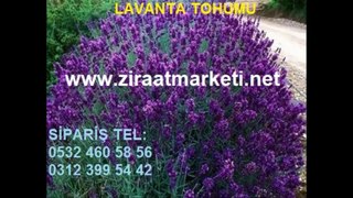 lavanta tohumu Ankara,lavanta tohum fiyatı,lavanta çiçeği tohumu,lavanta yetiştiriciliği,lavanta tohumu ne zaman ekilir