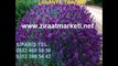 lavanta-tohumu-Ankara,lavanta-tohum-fiyatı,lavanta-çiçeği-tohumu,lavanta-yetiştiriciliği