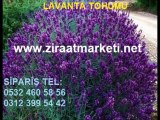 lavanta-tohumu-fiyatları,lavanta-tohumu-satışı,lavanta-tohumu-satış,lavanta-tohumları