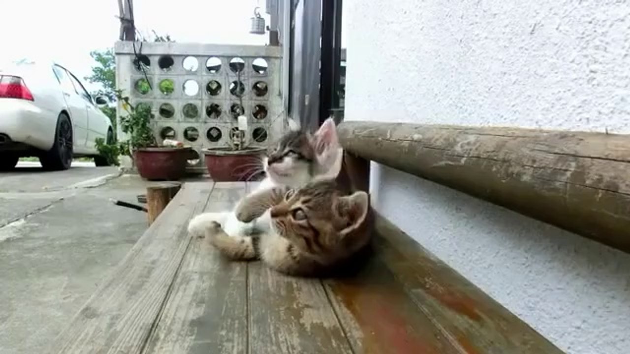 Un chaton imperturbable