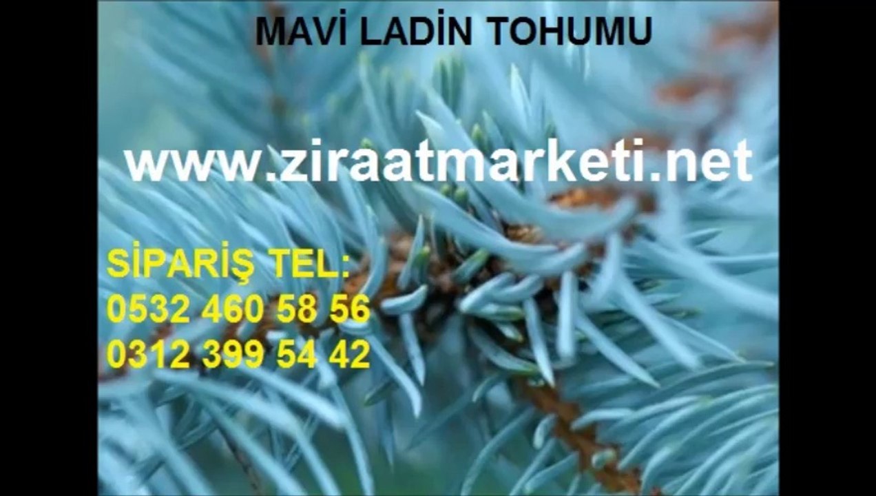 mavi ladin tohumu fiyatları,mavi ladin fiyatı,mavi ladin fiyatları,mavi ladin tohumları,mavi ladin tohumu satış,mavi ladin tohumu satışı