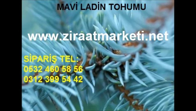 mavi ladin tohumu fiyatları,mavi ladin fiyatı,mavi ladin fiyatları,mavi ladin tohumları,mavi ladin tohumu satış,mavi ladin tohumu satışı