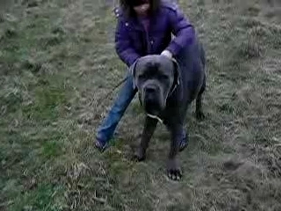 eco7 et chien