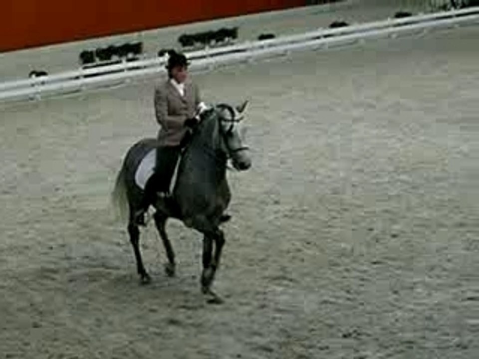 saudade au trot
