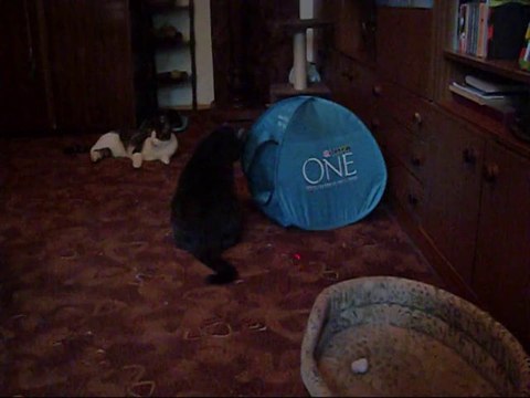 Ich troje ..Ciupek,Dymka,laser