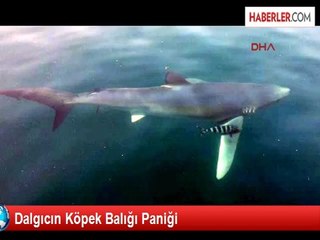 Dalgıcın Köpek Balığı Paniği