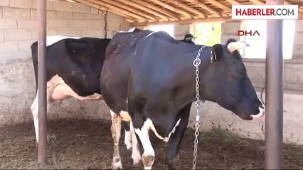 İnek Sütünde Şeker Hastalığı Riski