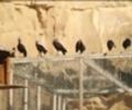 Suriye'deki savaş kelaynak göçünü engelledi