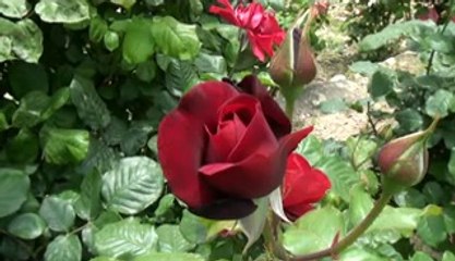 NESLIHAN RUSTEM DUGUN CLP  0 535 3945280 YÜKSEL ELEKTRONİK