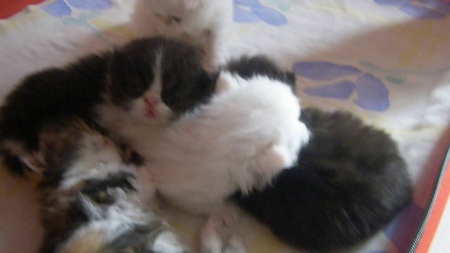 mes bébés à 3 semaines