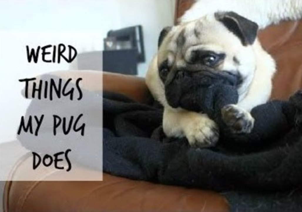Little Pug Has Some Unusual Habits