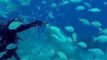 Diver Swims With Tiger Sharks